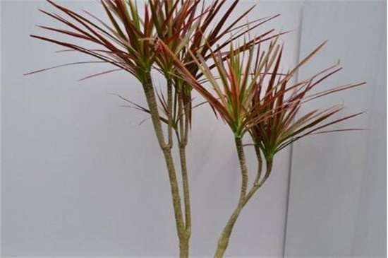 七彩千年木的养殖办法，掌握6个要点即可生长繁茂