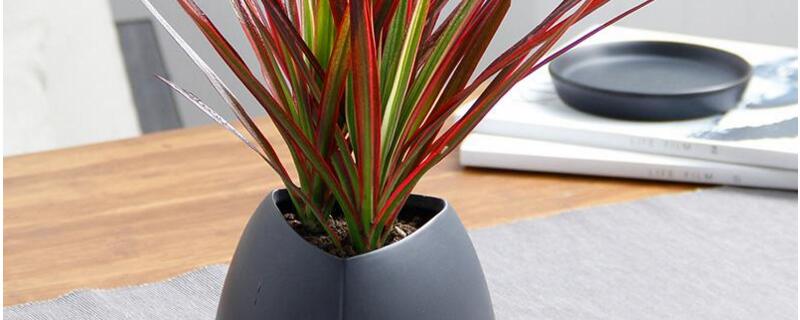 千年木的养殖办法和留意事项