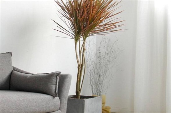 千年木的养殖办法和留意事项