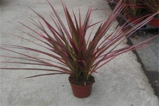 千年木的养殖办法和留意事项