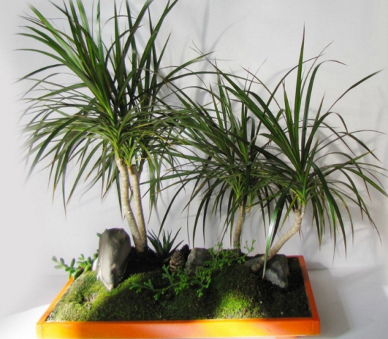 千年木和龙血树是同一种植物吗：不是同一种植物，千年木和龙血树最大区别是不同科属