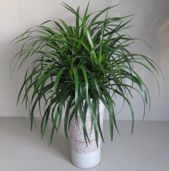 千年木和龙血树是同一种植物吗：不是同一种植物，千年木和龙血树最大区别是不同科属