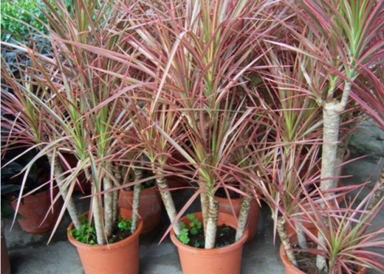 千年木和龙血树是同一种植物吗：不是同一种植物，千年木和龙血树最大区别是不同科属