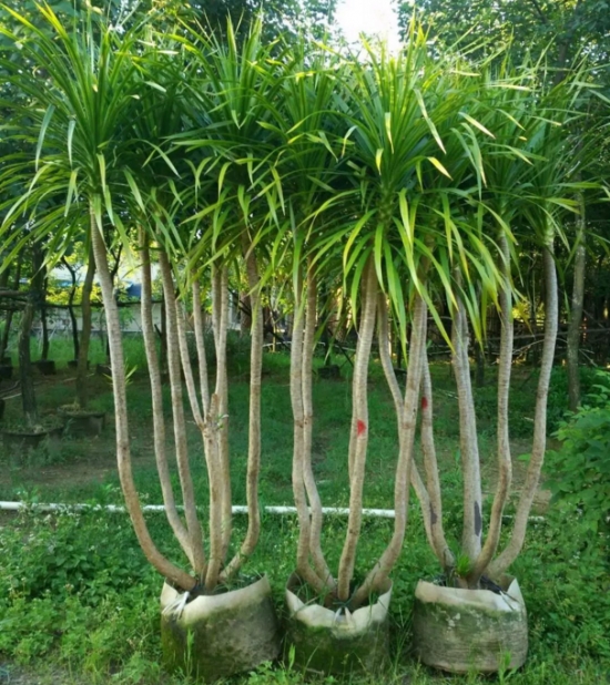 千年木和龙血树是同一种植物吗：不是同一种植物，千年木和龙血树最大区别是不同科属