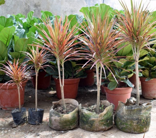 千年木和龙血树是同一种植物吗：不是同一种植物，千年木和龙血树最大区别是不同科属