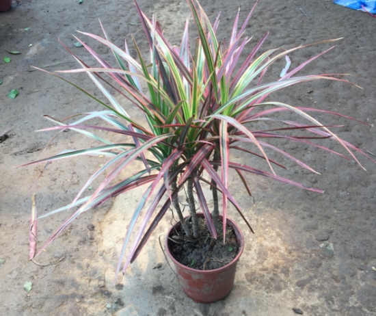 千年木和龙血树是同一种植物吗：不是同一种植物，千年木和龙血树最大区别是不同科属