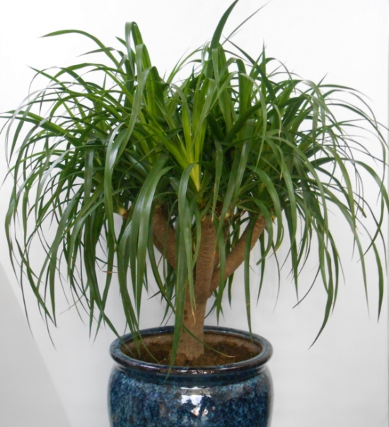 千年木和龙血树是同一种植物吗：不是同一种植物，千年木和龙血树最大区别是不同科属