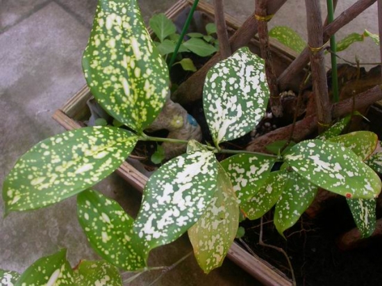 培养星点千年木应留意些什么