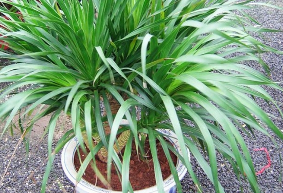 繁殖千年木有哪些办法