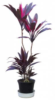 千年木 千年木价格:批发价与零售价