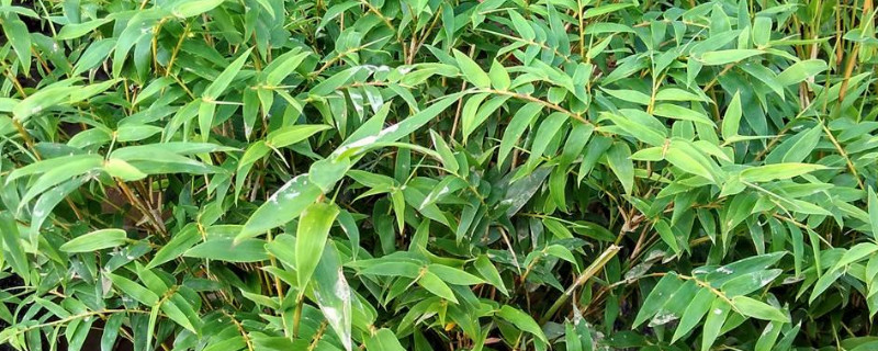 凤尾竹养殖办法六大要技