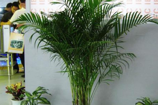 凤尾竹养殖办法六大要技