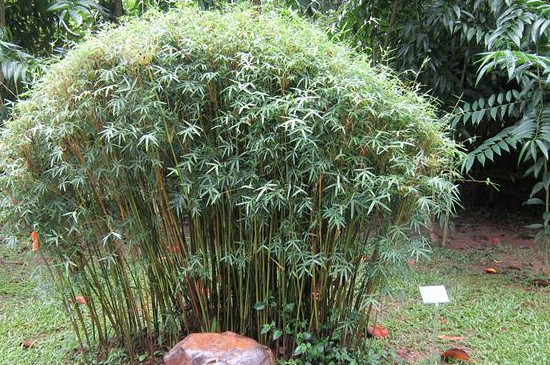 凤尾竹养殖办法六大要技