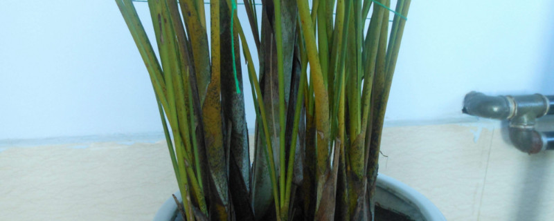 凤尾竹养殖办法要技