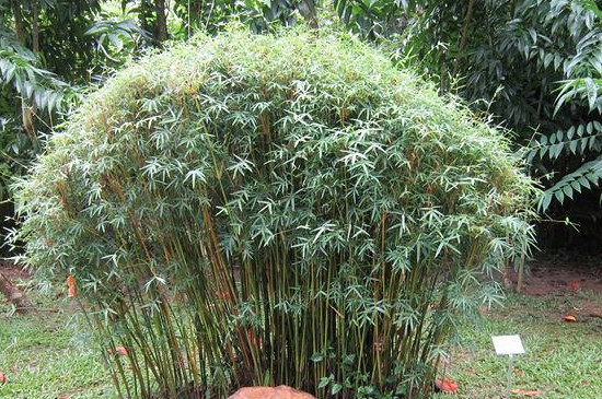 凤尾竹养殖办法要技