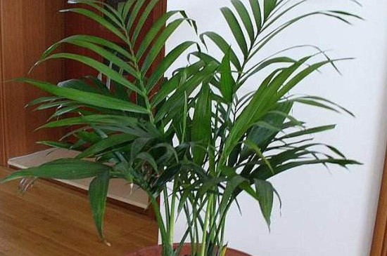 凤尾竹养殖办法要技