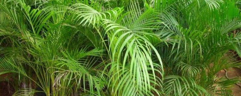 凤尾竹如何施肥