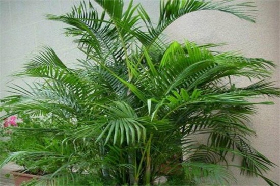 凤尾竹如何施肥