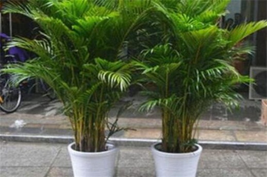 凤尾竹如何施肥