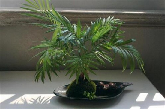 凤尾竹如何养