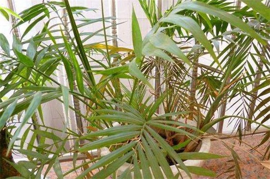 凤尾竹叶子发黄如何办