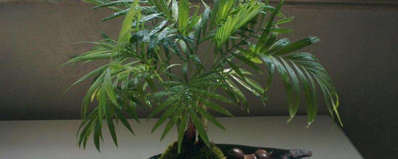 凤尾竹如何修剪