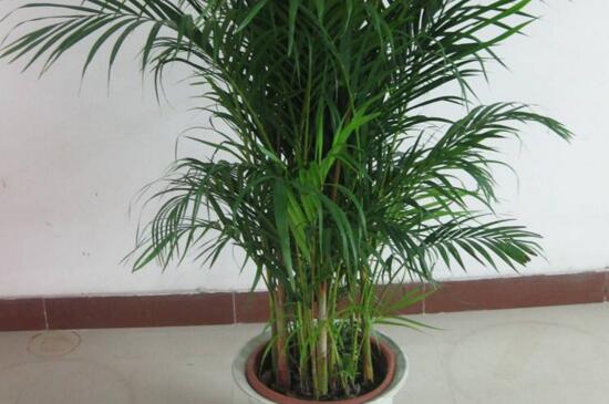 凤尾竹如何修剪