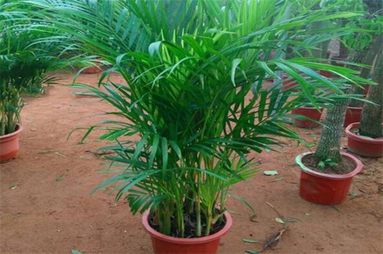 凤尾竹如何养