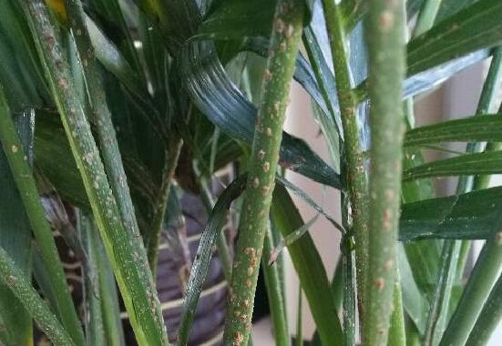 凤尾竹长介壳虫如何办，4个办法让你的凤尾竹恢复原样