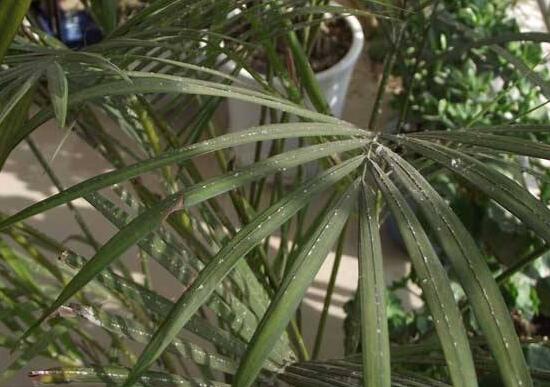 凤尾竹长介壳虫如何办，4个办法让你的凤尾竹恢复原样