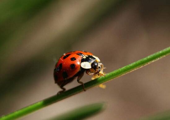 凤尾竹长介壳虫如何办，4个办法让你的凤尾竹恢复原样