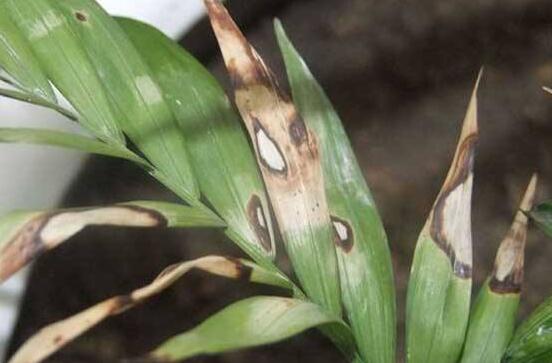 凤尾竹长介壳虫如何办，4个办法让你的凤尾竹恢复原样