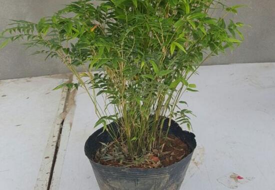 凤尾竹长介壳虫如何办，4个办法让你的凤尾竹恢复原样