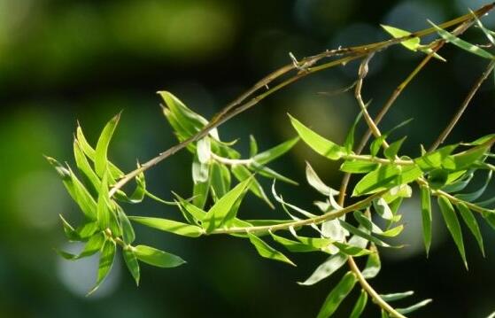 凤尾竹长介壳虫如何办，4个办法让你的凤尾竹恢复原样