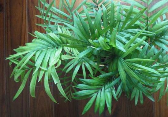 凤尾竹长介壳虫如何办，4个办法让你的凤尾竹恢复原样