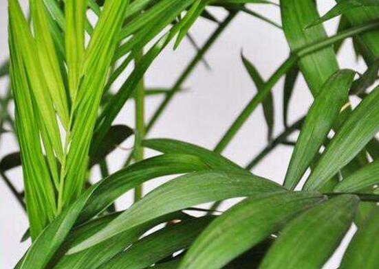 凤尾竹长介壳虫如何办，4个办法让你的凤尾竹恢复原样