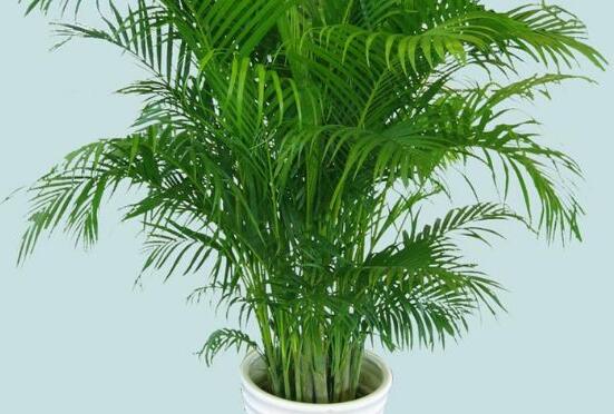 凤尾竹长介壳虫如何办，4个办法让你的凤尾竹恢复原样