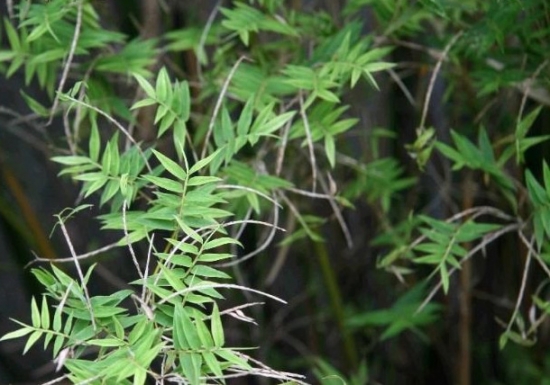 凤尾竹图片附介绍：相册的图片免费下载