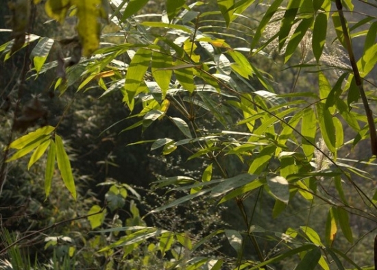 凤尾竹图片附介绍：相册的图片免费下载