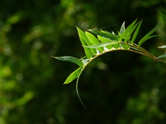 凤尾竹图片附介绍：相册的图片免费下载