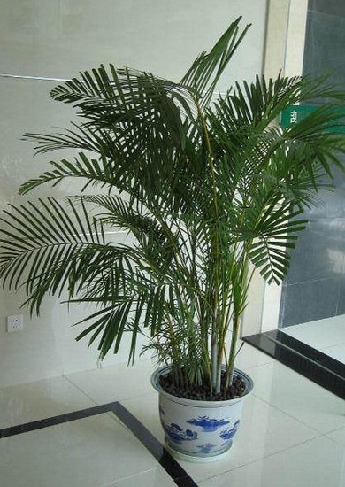 散尾葵 凤尾竹和散尾葵区别:散尾葵和凤尾竹所属种类不同