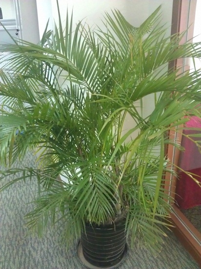 凤尾竹 凤尾竹和散尾葵区别:散尾葵和凤尾竹所属种类不同