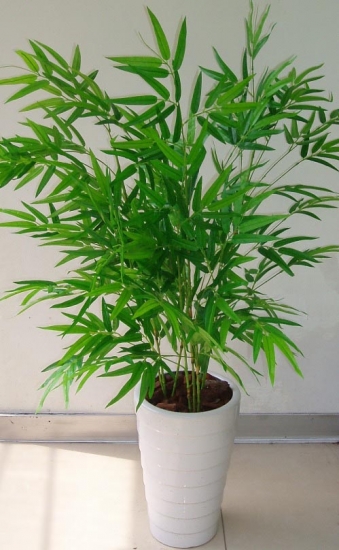 凤尾竹叶子发黄：分析及处理