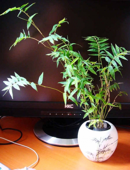 凤尾竹的养殖办法：冬季需控制好水分和温度