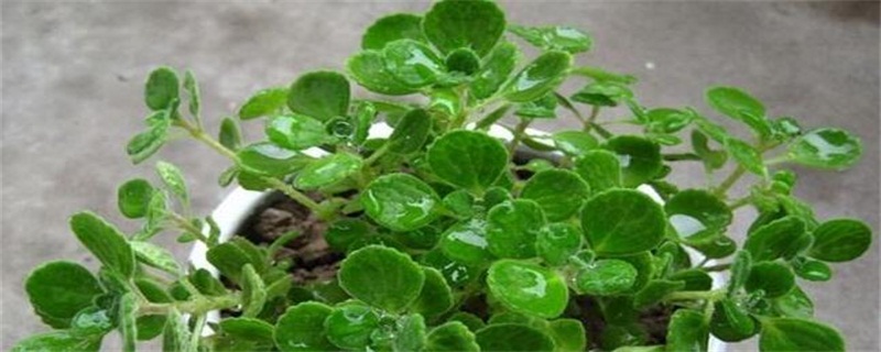 碰碰香如何修剪