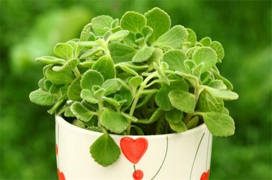 碰碰香如何修剪