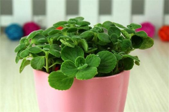 碰碰香如何修剪