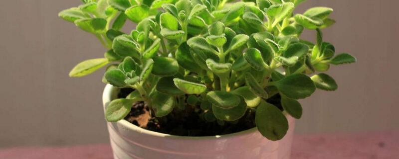 碰碰香的养殖办法和留意事项