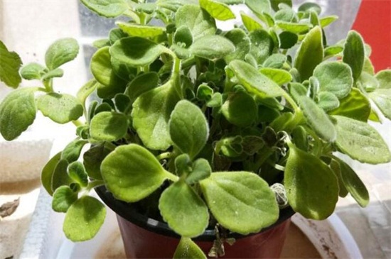 碰碰香的养殖办法和留意事项