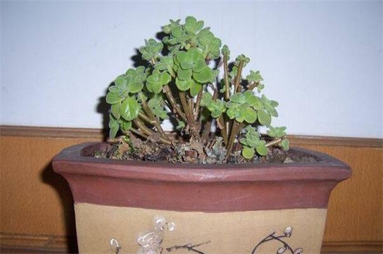 碰碰香的养殖办法和留意事项